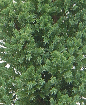 Chamaecyparis lawsonia Erecta Robusta 6 Litre