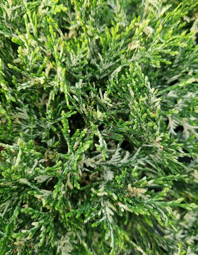 Chamaecyparis lawsonia Pearly Swirls 3 Litre