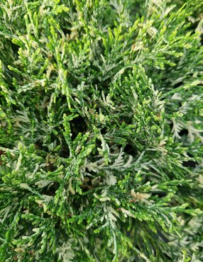 Chamaecyparis lawsonia Pearly Swirls 3 Litre