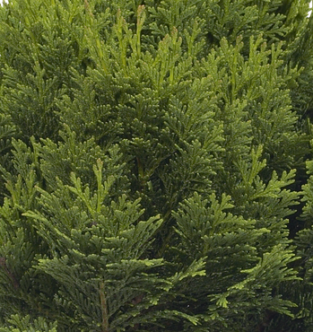 Chamaecyparis Minima Glauca 1 Litre