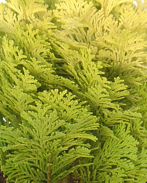 Chamaecyparis Moonsprite 1 Litre