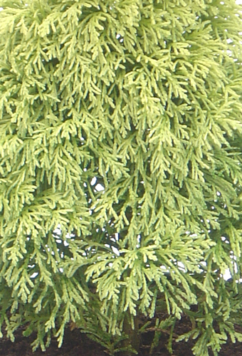 Chamaecyparis Nana Argentea 1 litre