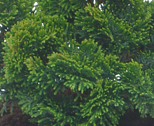 Chamaecyparis obtusa Nana Gracilis  6 Litre