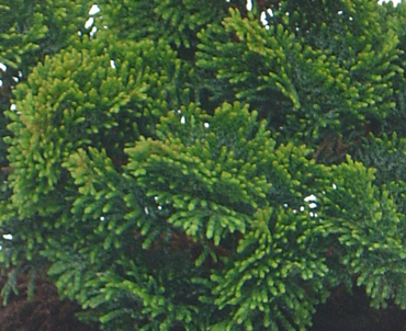 Chamaecyparis obtusa Nana Gracilis 6 Litre