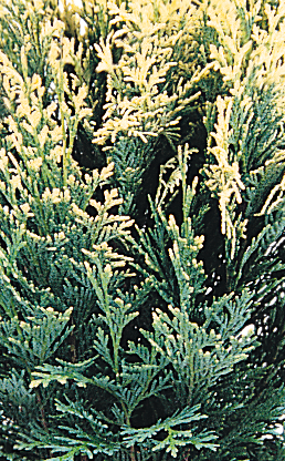 Chamaecyparis Pygmaea Argentea 1 Litre