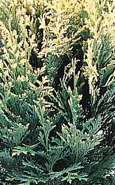 Chamaecyparis Pygmaea Argentea 1 Litre