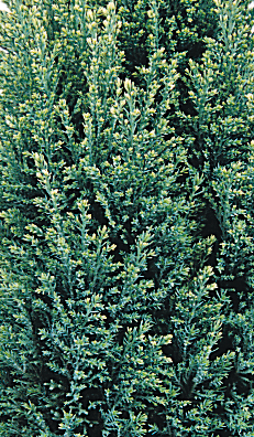 Chamaecyparis Snow White 1 Litre