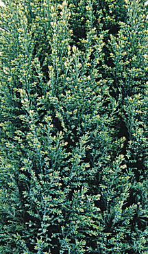 Chamaecyparis Snow White 2.3 Litre