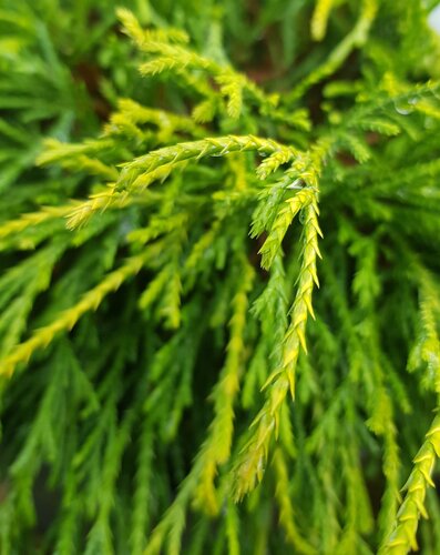 Chamaecyparis Stardust 6 Litre