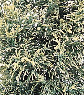 Chamaecyparis Summer Snow 1 Litre