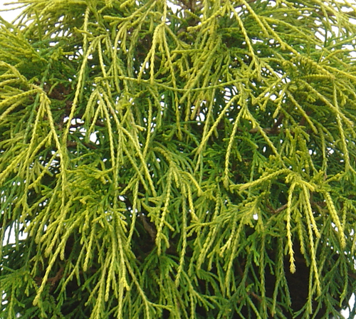 Chamaecyparis Sungold 2.3 Litre