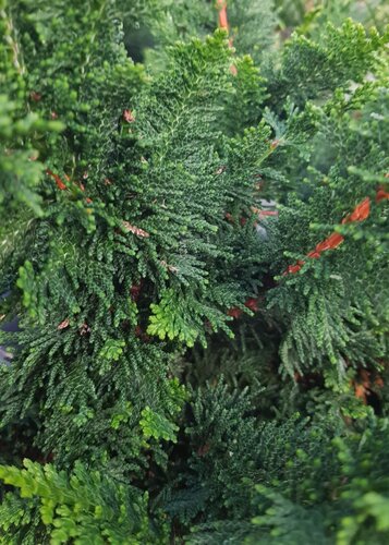 Chamaecyparis Teddy Bear 4.6 Litre