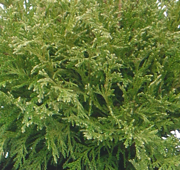 Chamaecyparis White Beauty 1 Litre