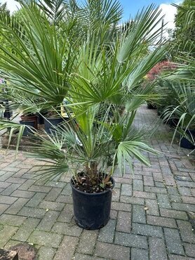 Chamaerops Humilis Multi-Stemmed 15 Litre - image 2