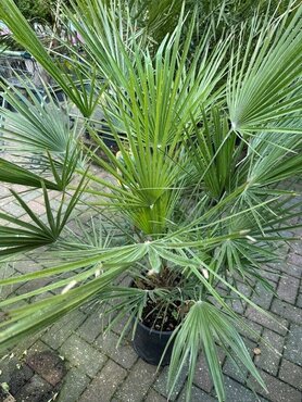 Chamaerops Humilis Multi-Stemmed 15 Litre - image 2