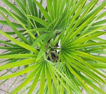 Chamaerops Humilis Multi-Stemmed 15 Litre
