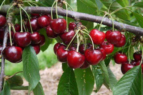 Cherry Lapins Gisela 5 10 Litre
