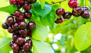 Cherry Morello Colt 12 Litre