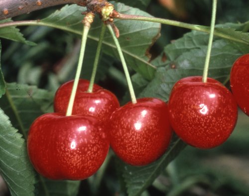 Cherry Morello Gisela 5 11.5 Litre