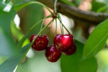 Cherry Morello Gisela 5 12 Litre