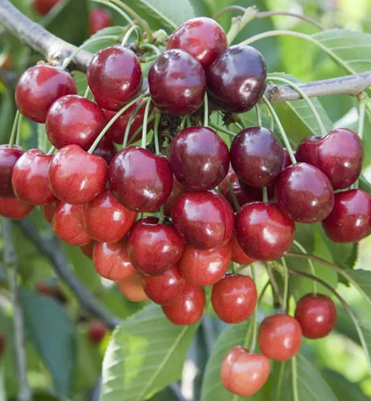 Cherry Regina Gisela 5 10 Litre