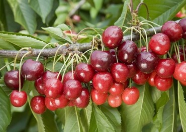 Cherry Stella Giesla 5 11.5 Litre