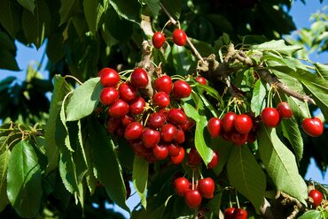 Cherry Stella Gisela 5 12 Litre
