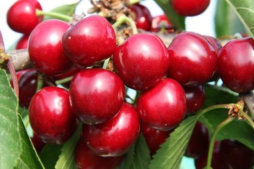 Cherry Sunburst Gisela 5 10 Litre