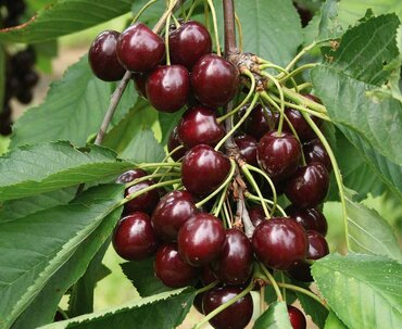 Cherry Sunburst Gisela 5 12 Litre