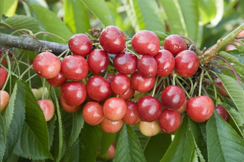 Cherry Sweetheart Gisela 5 10 litre