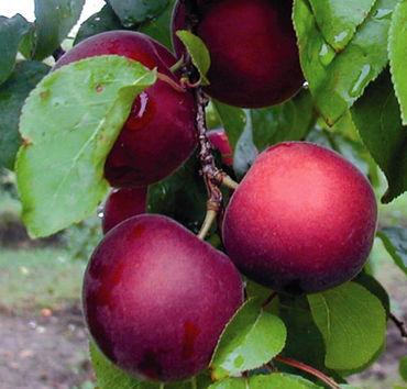 Cherrycot Aprikyra St Julien A 12 Litre - image 2