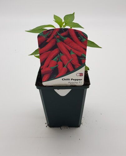 Chilli Pepper Apache 8.5cm