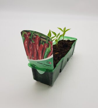 Chilli Pepper Apache F1 Pack