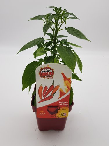 Chilli Pepper Basket of Fire 10cm