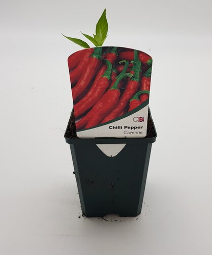 Chilli Pepper Cayenne 8.5cm