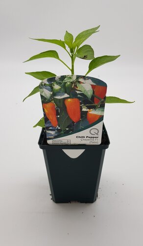 Chilli Pepper Cheyenne 8.5cm