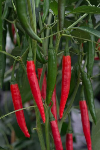 Chilli Pepper Curry Chilli 9cm