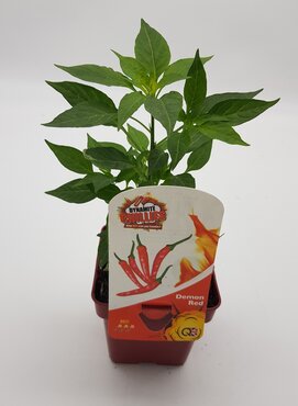 Chilli Pepper Demon Red 10cm