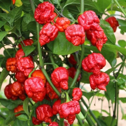 Chilli Pepper Ghost 9cm