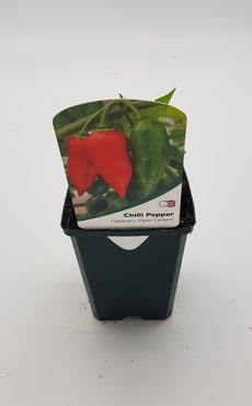 Chilli Pepper Habanero 8.5cm