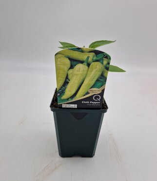 Chilli Pepper Hot Banana 8.5cm