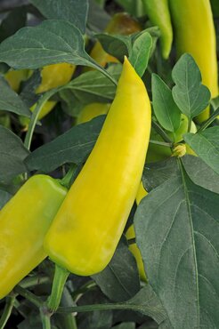Chilli Pepper Hot Banana 9cm