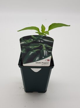 Chilli Pepper Jalapeno 8.5cm