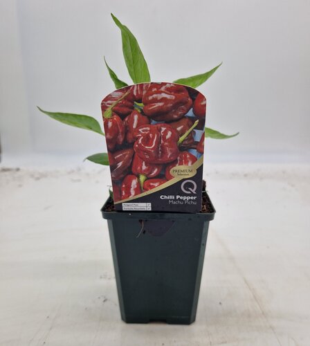 Chilli Pepper Machu Pichu 8.5cm
