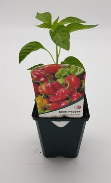 Chilli Pepper Scotch Bonnet 8.5cm