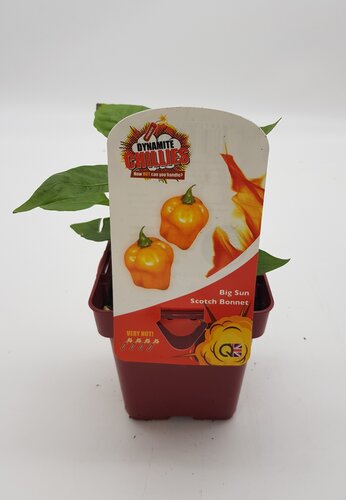 Chilli Pepper Scotch Bonnet Big Sun 10cm