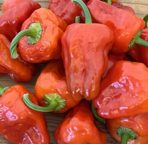 Chilli Pepper Scotch Bonnett 9cm