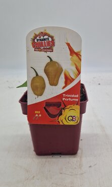 Chilli Pepper Trinidad Perfume 10cm