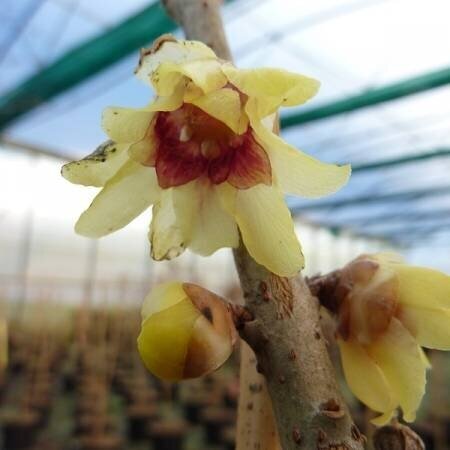 Chimonanthus Praecox (Winter Sweet) 3 Litre - image 1