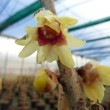 Chimonanthus Praecox (Winter Sweet) 3 Litre - image 1